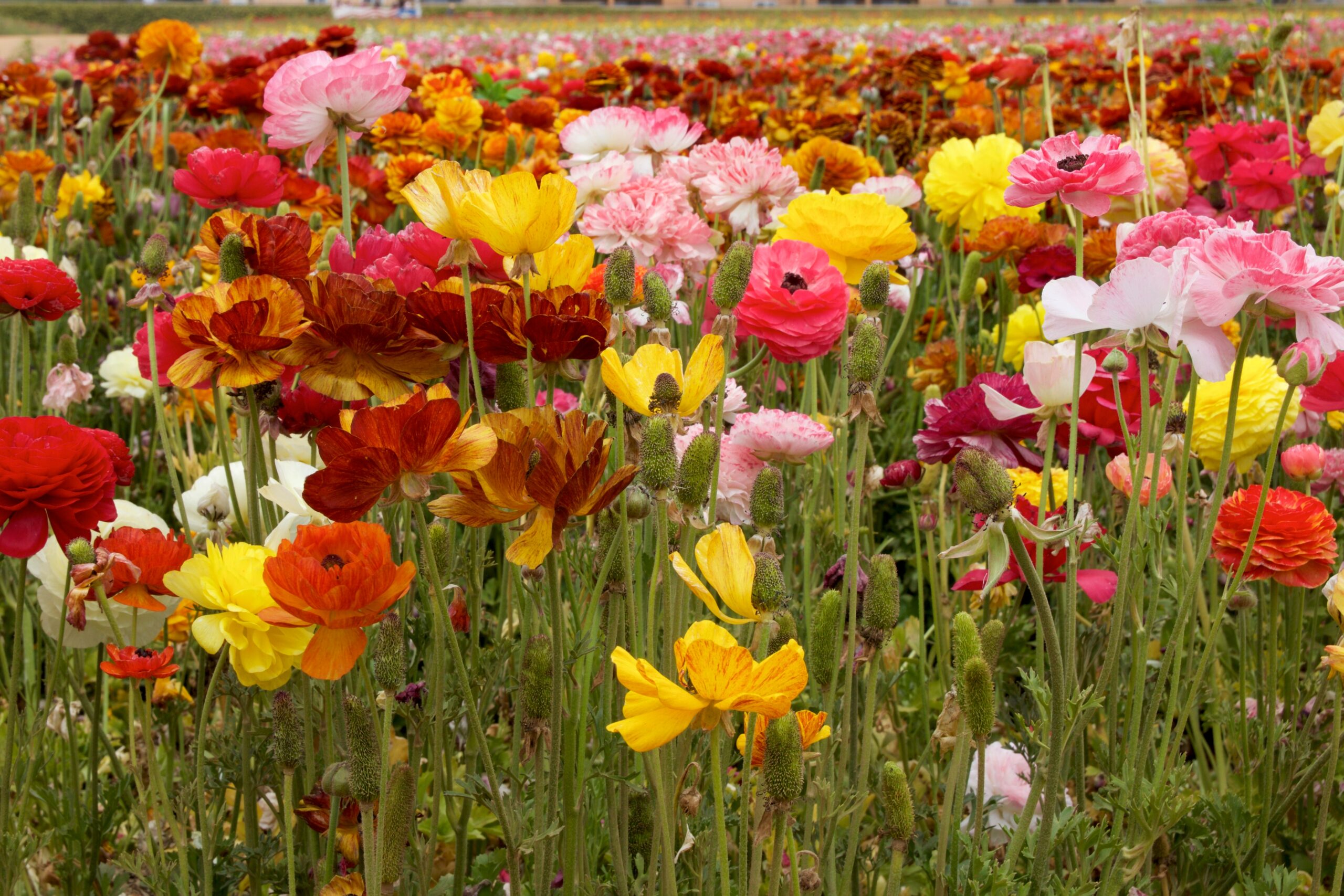 Carlsbad Flower Fields